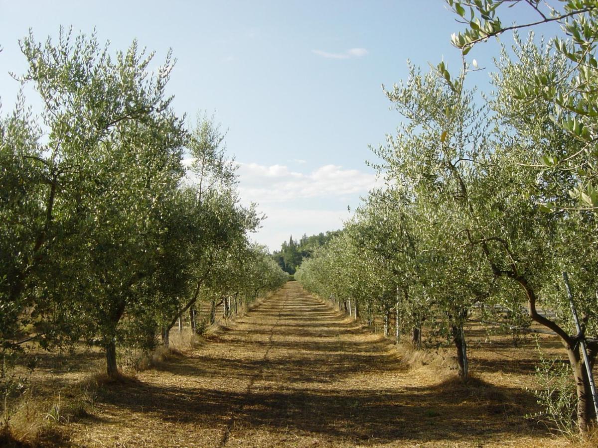 Terricciola Agriturismo Il Selvino מראה חיצוני תמונה
